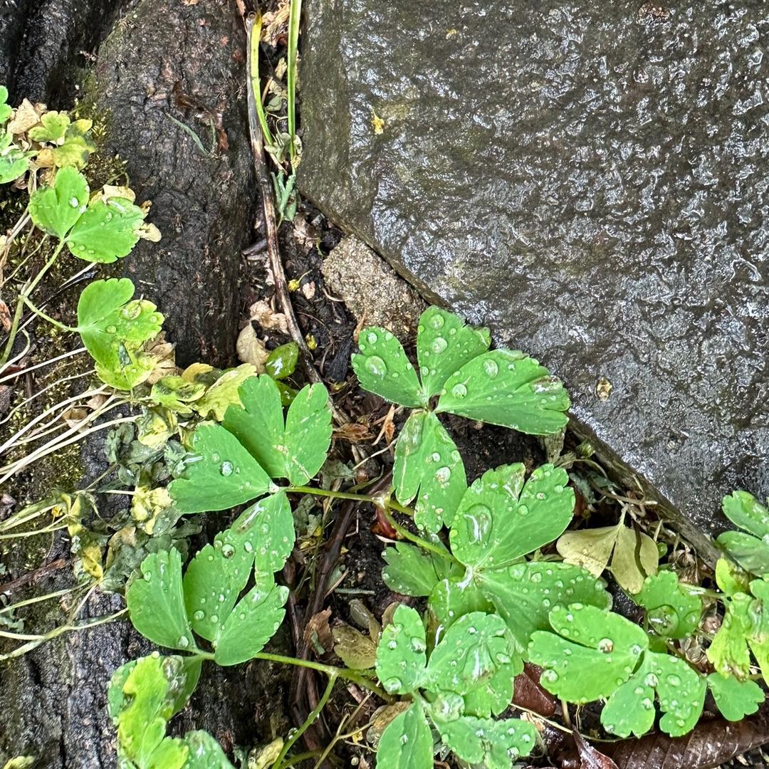 移花接玉