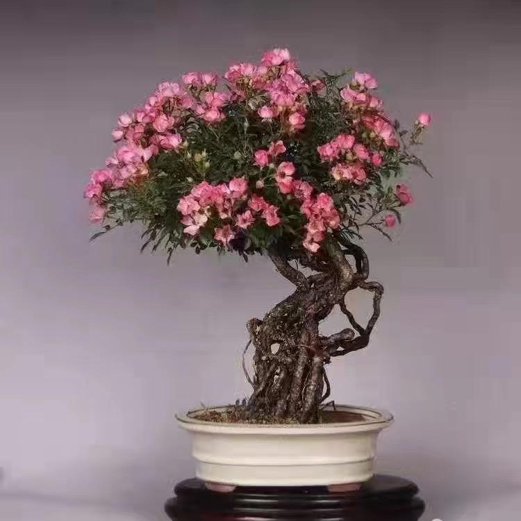 博景园艺