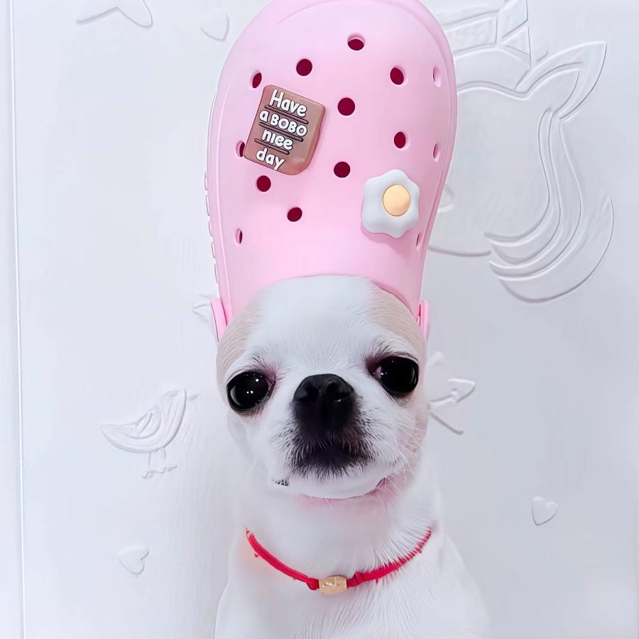 小呆🧚‍♂️