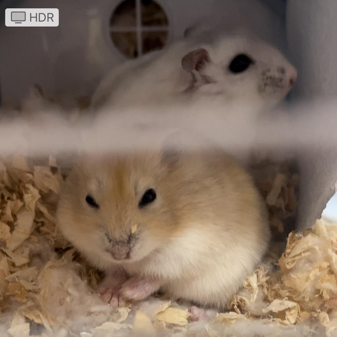 猫鼠日记