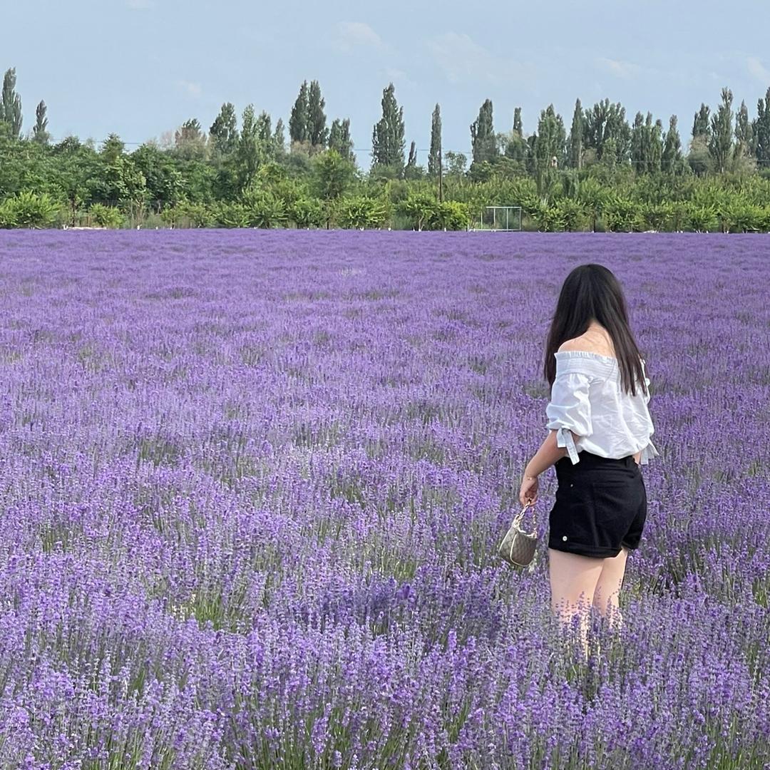 「宁雾花集·Dreamery」