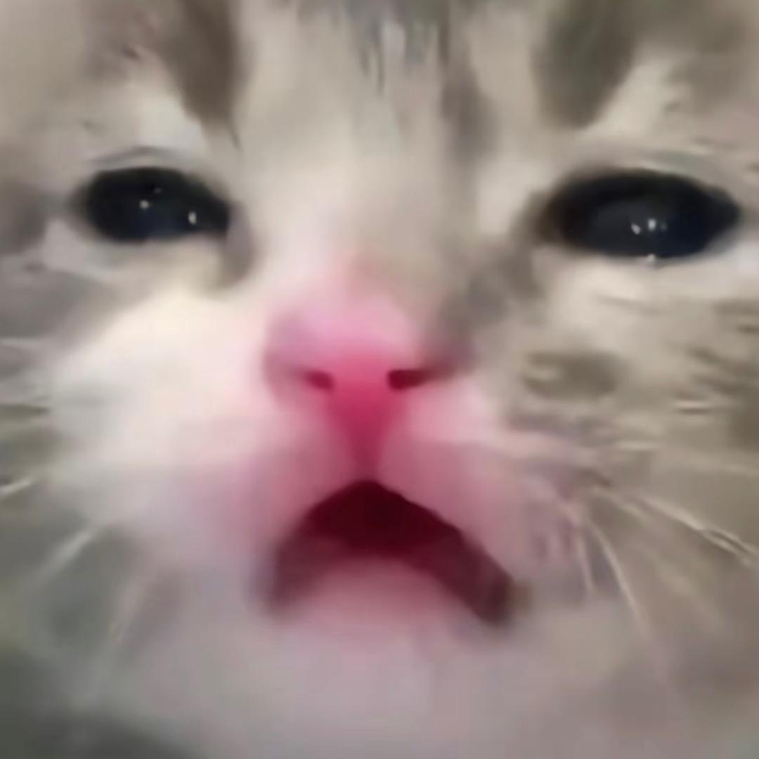AllCute