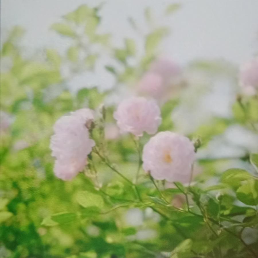美好生活