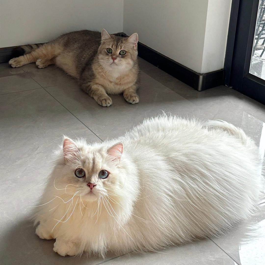 七总今天吃什么🤔