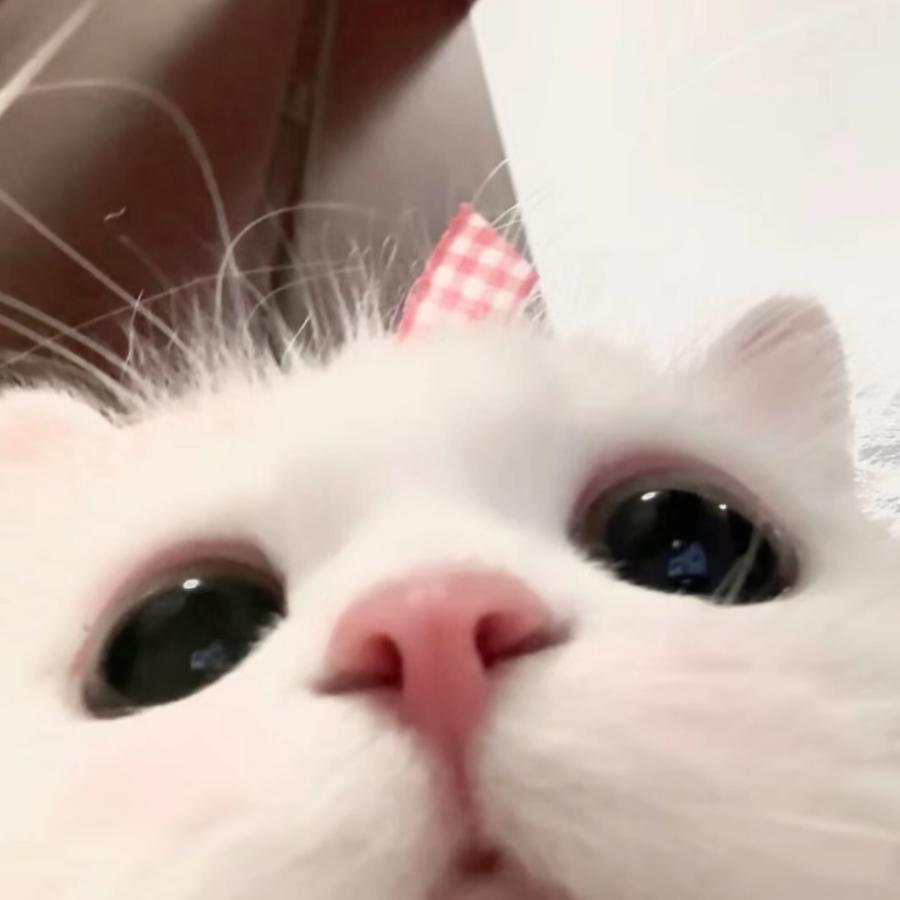 老实人