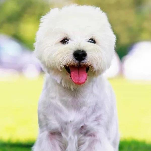 萌宠犬舍