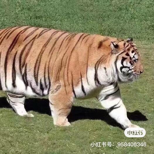 辽宁吨桶批发零售