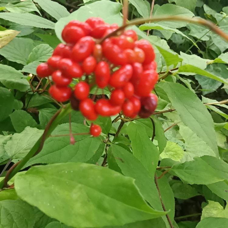 人参花