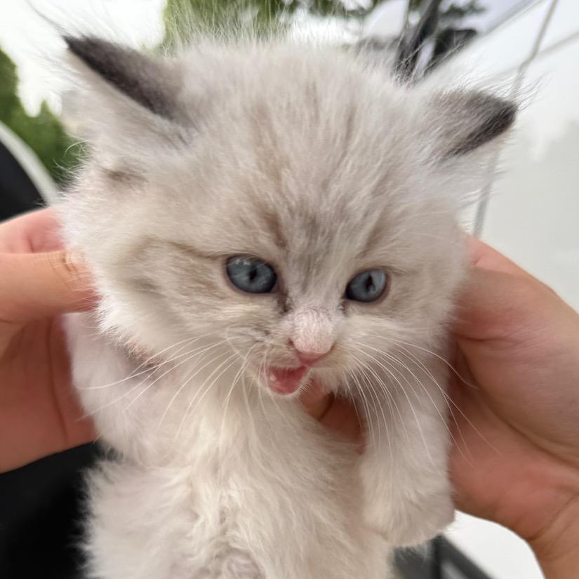 芒果呀🐱