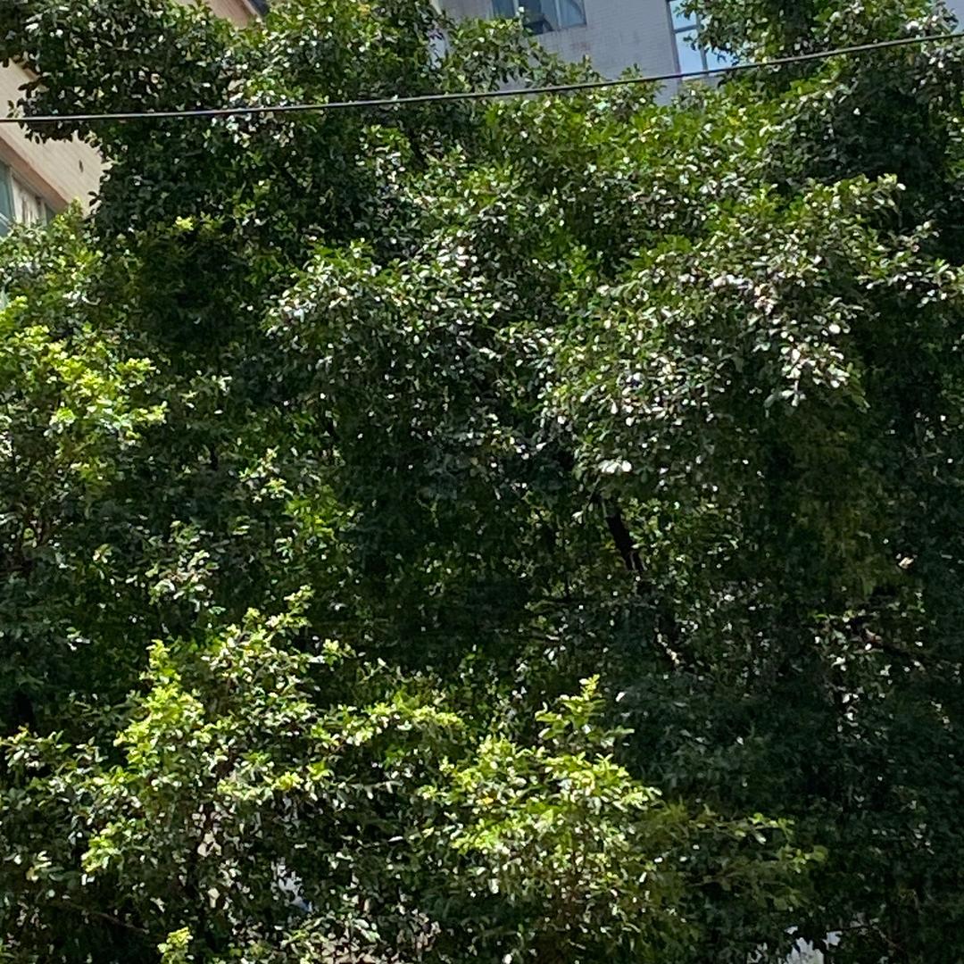 小明说表