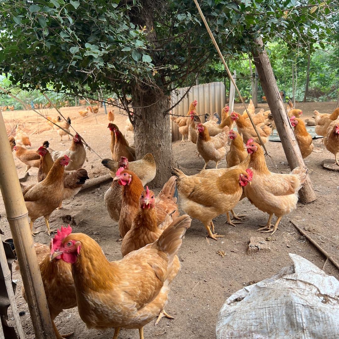 姐妹俩鲜蛋铺-妹妹