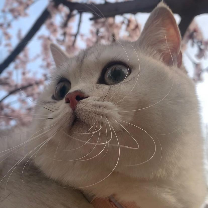 奶思崽崽