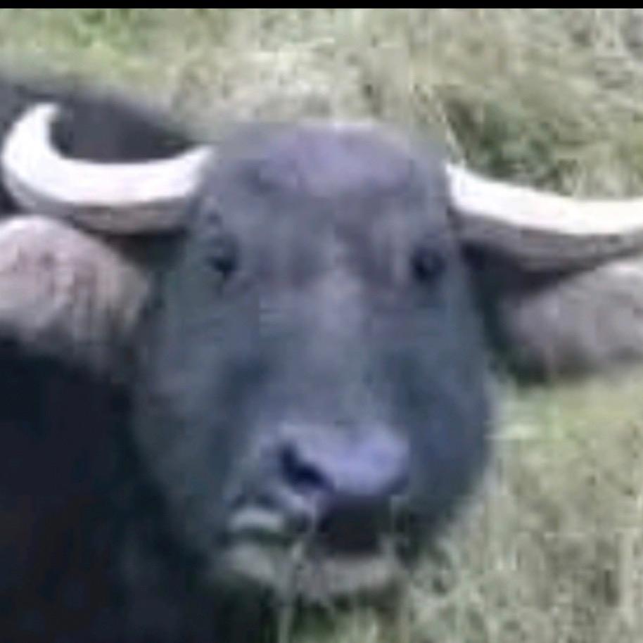 牛根硕（三角洲行动）