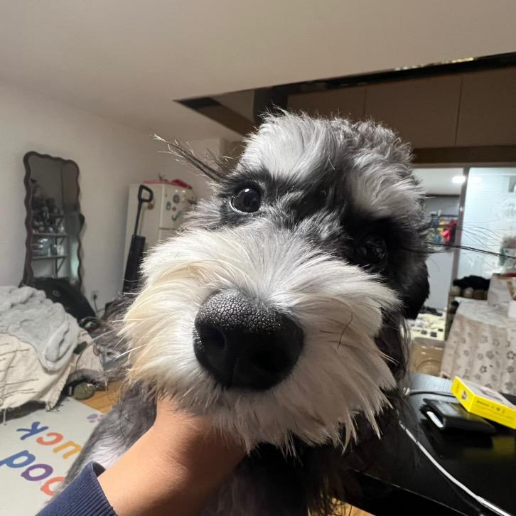 投影泡泡