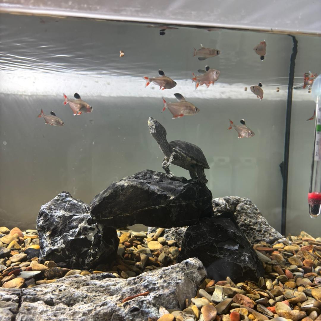 小草先生水族工作室