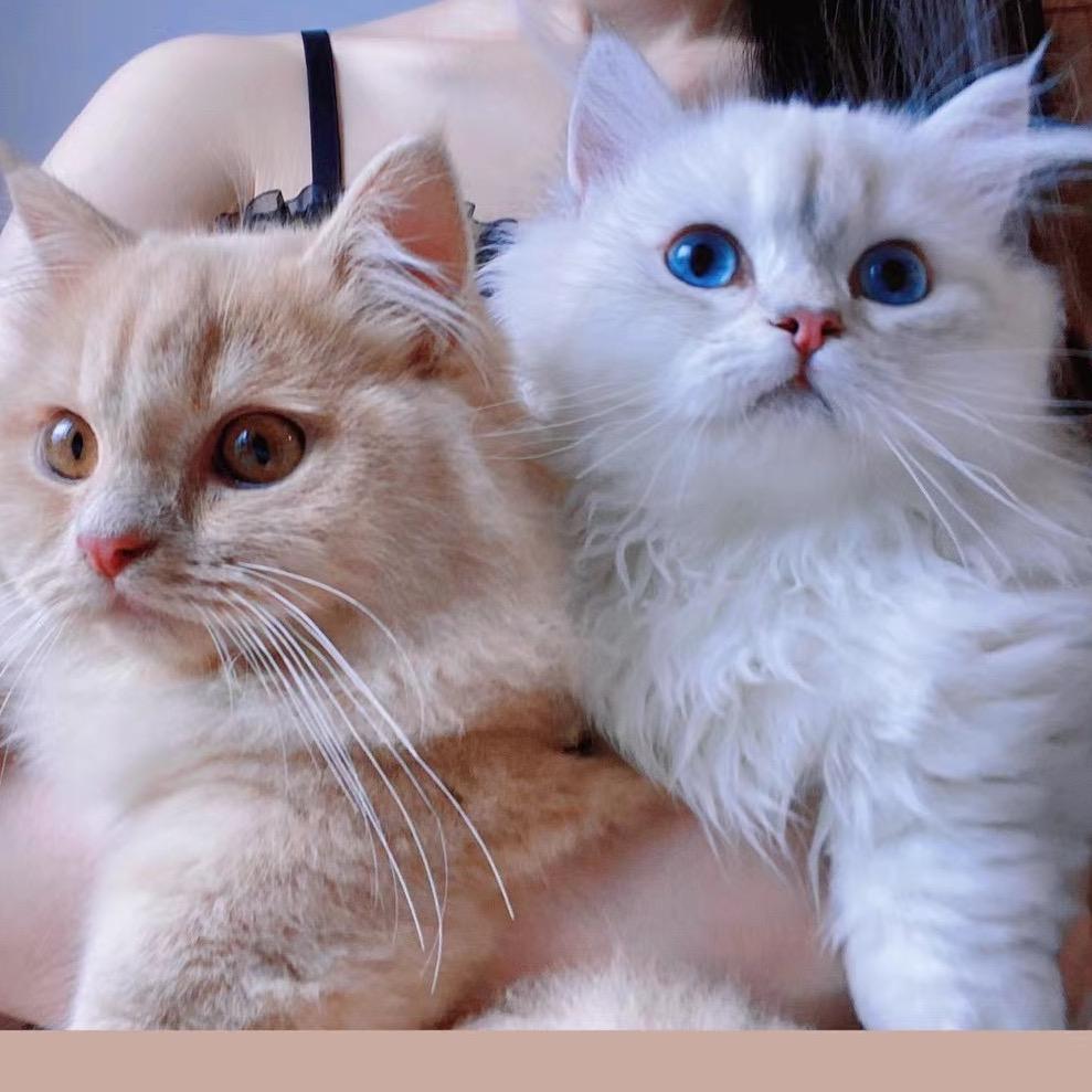 奶茶&奶昔