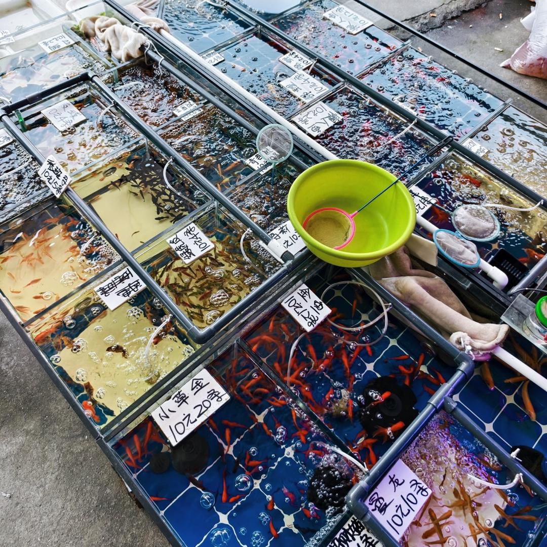 胖嘟嘟圆鼓鼓水族店