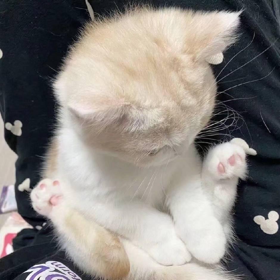 白泉