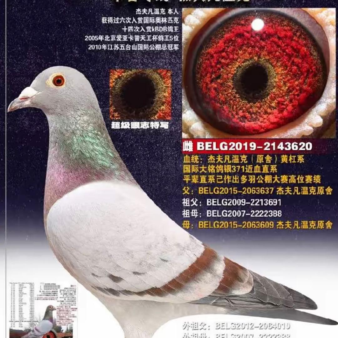 优选铭鸽天落鸟