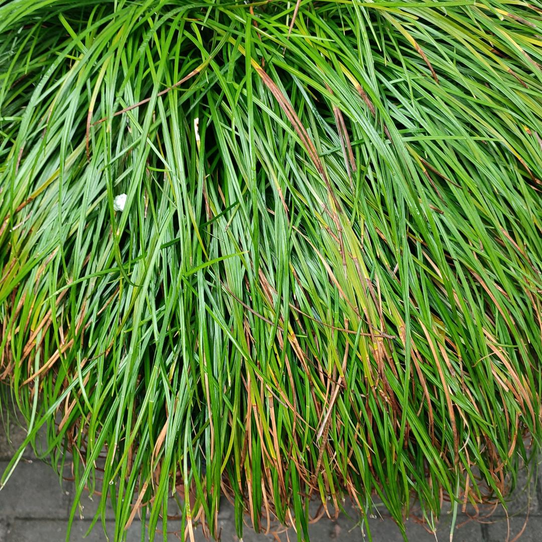 无名小草