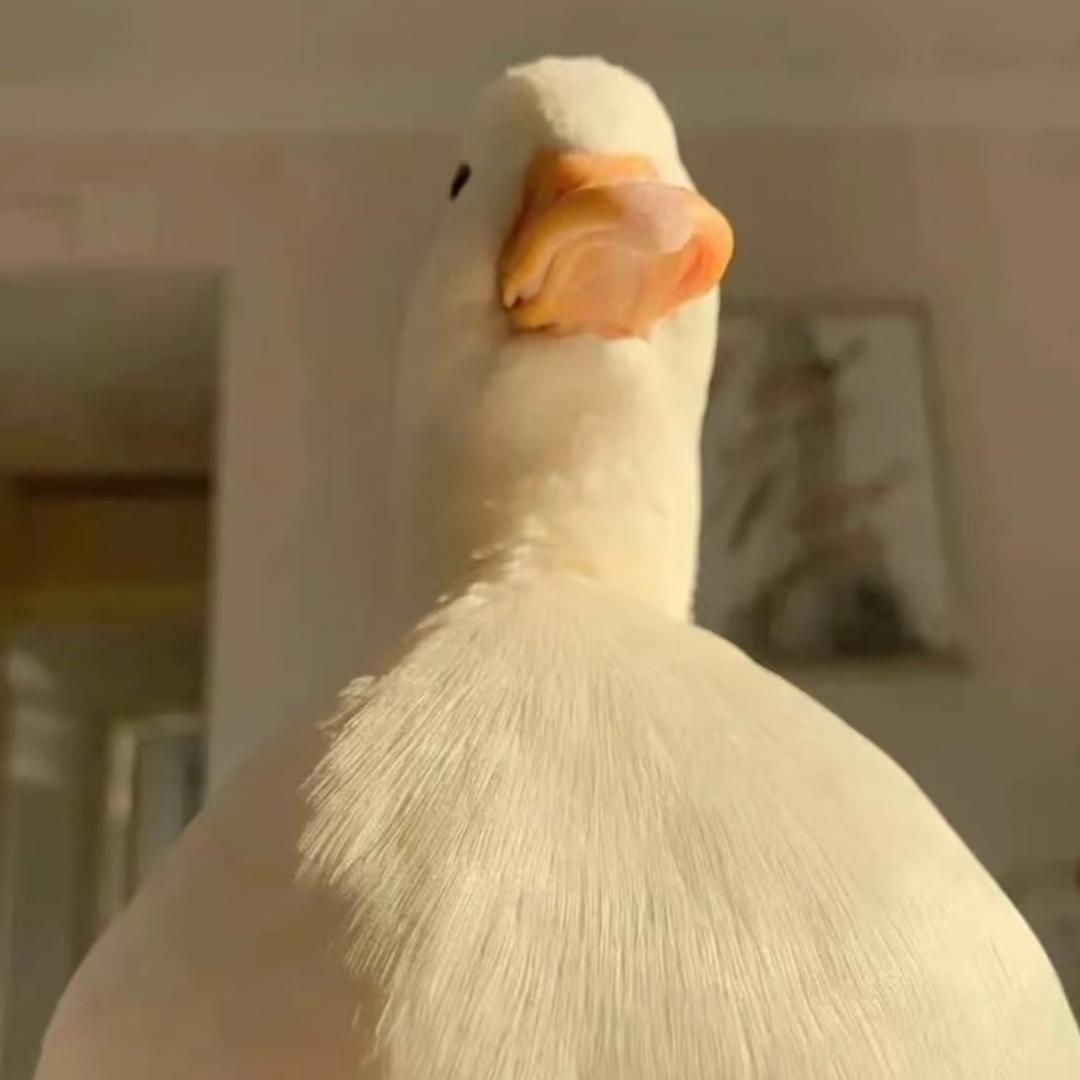小小肥鹅