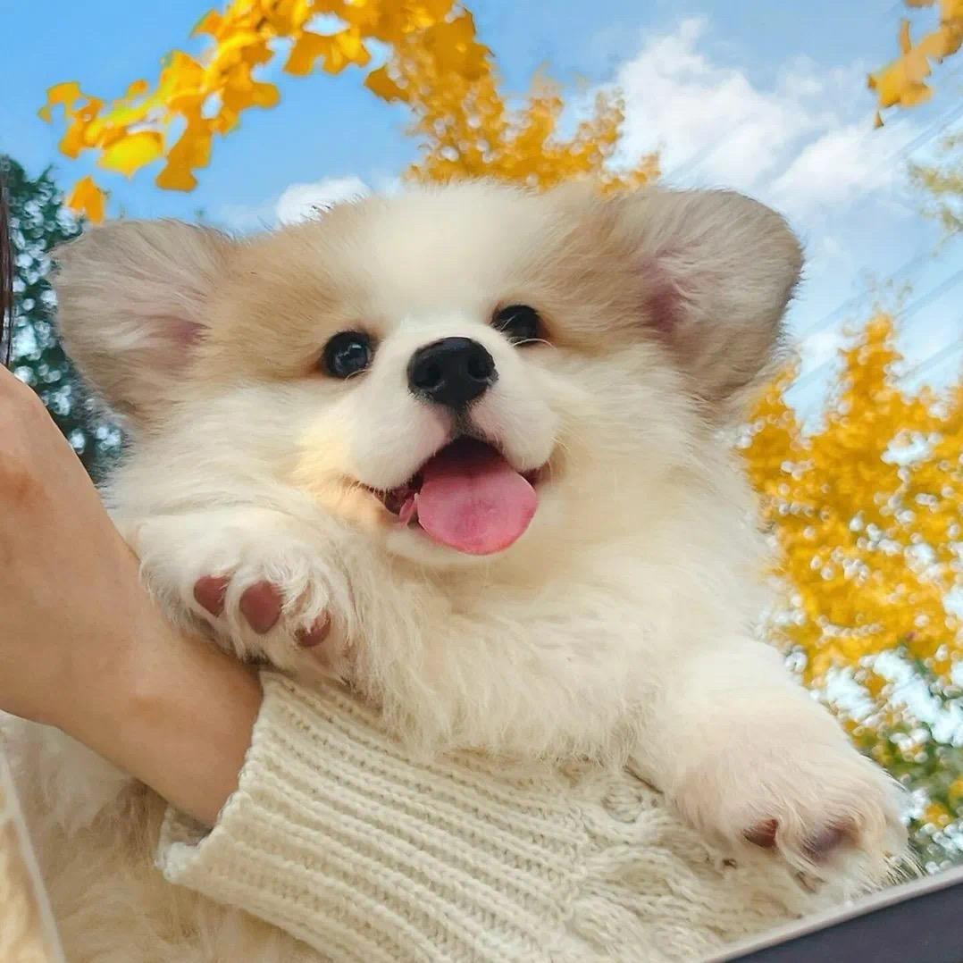 小糯米的糯玉米🌽