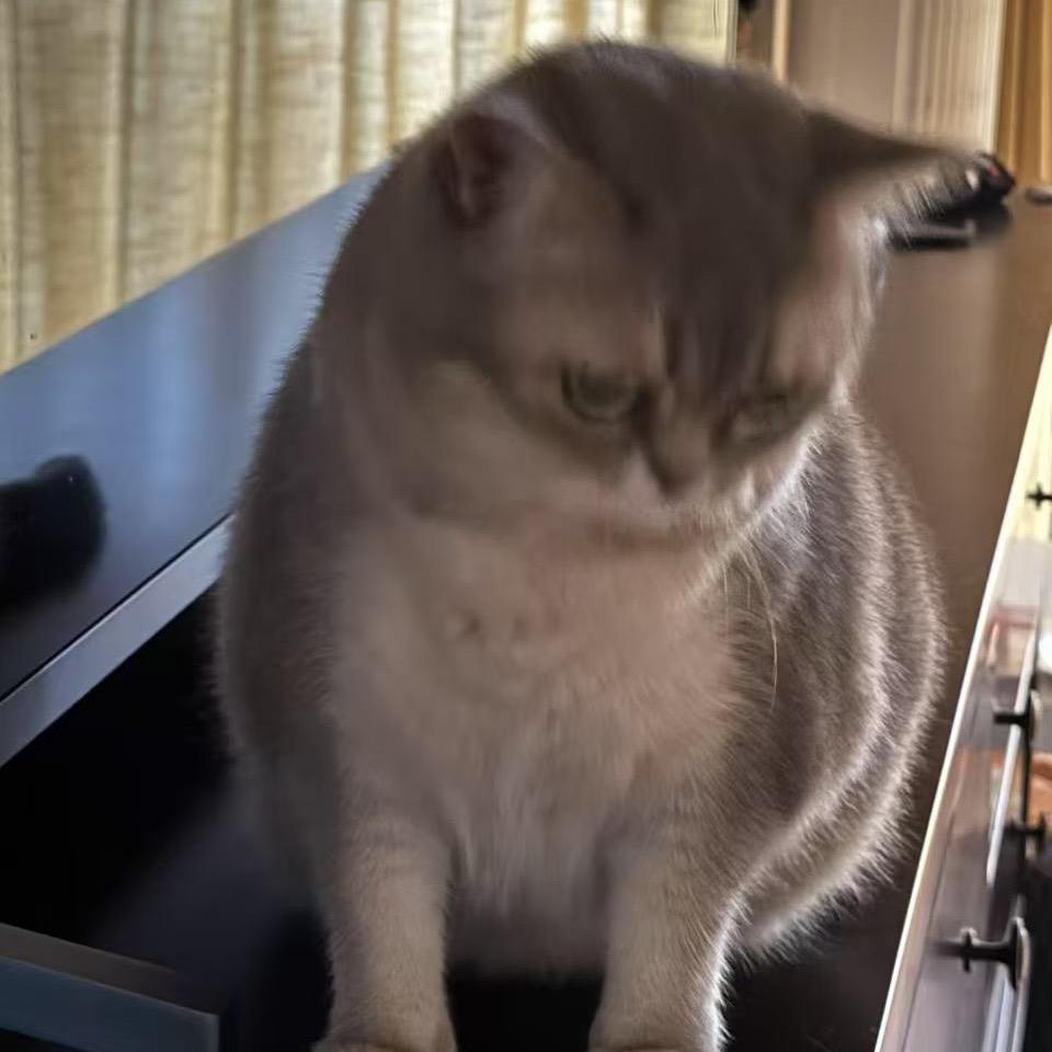 三只睡神咪