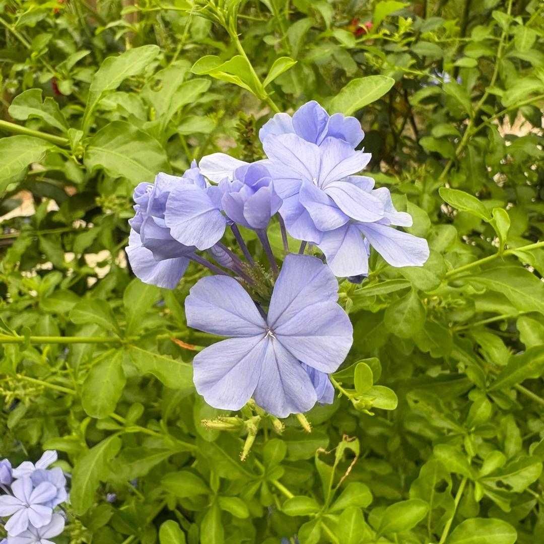桃