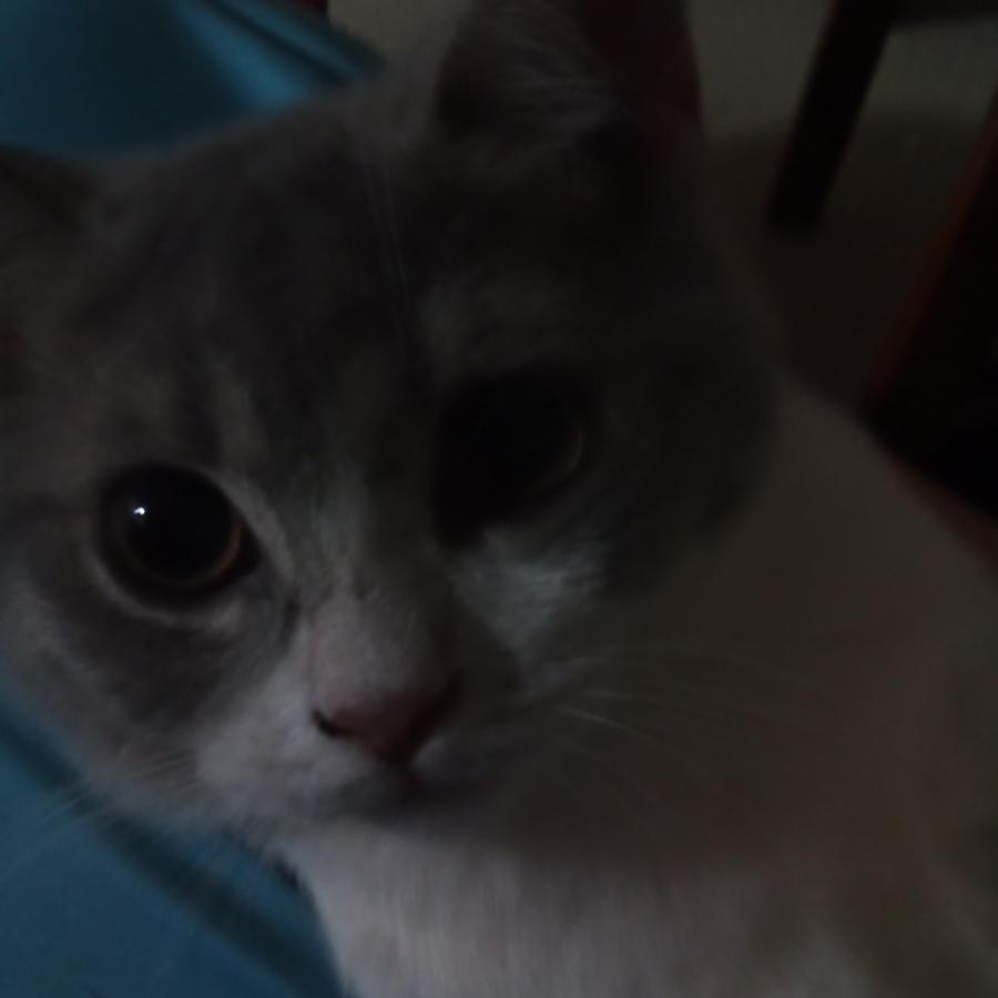 鸽纳