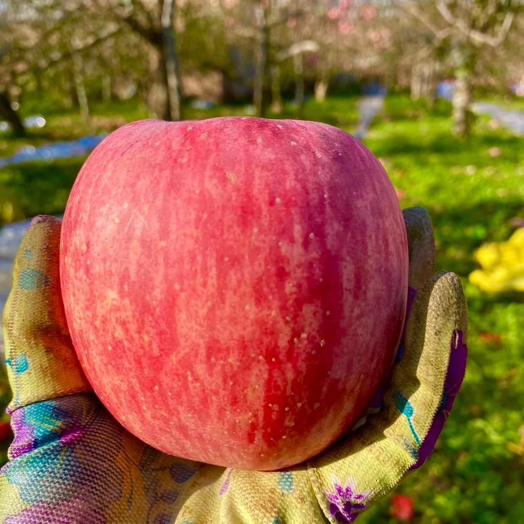 富士苹果直销