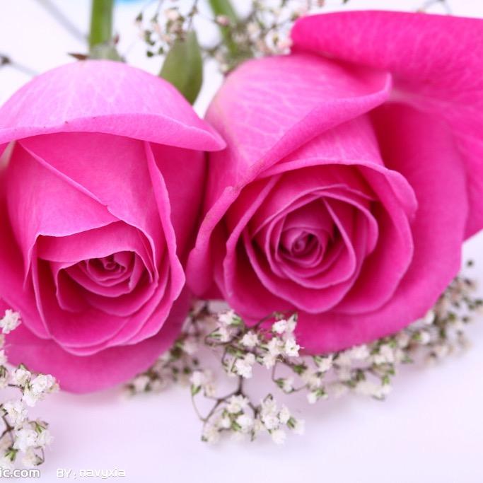 沙漠玫瑰🍀（拒聊）