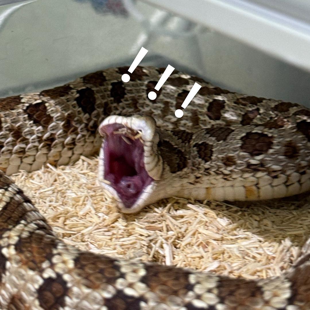 🐍