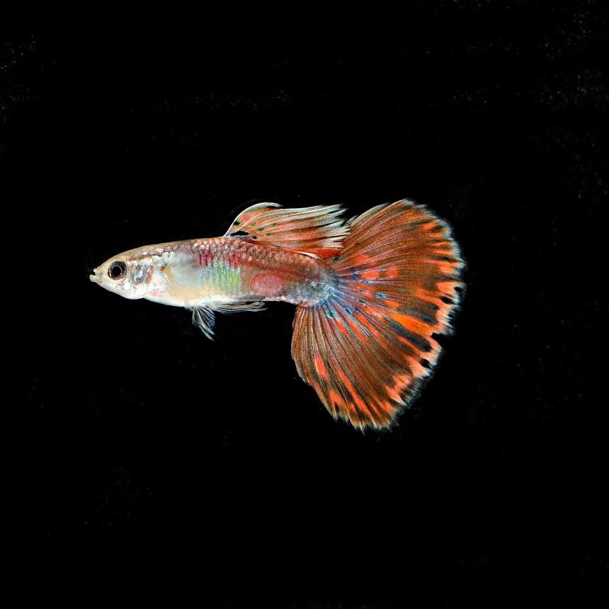 胖虎水族馆