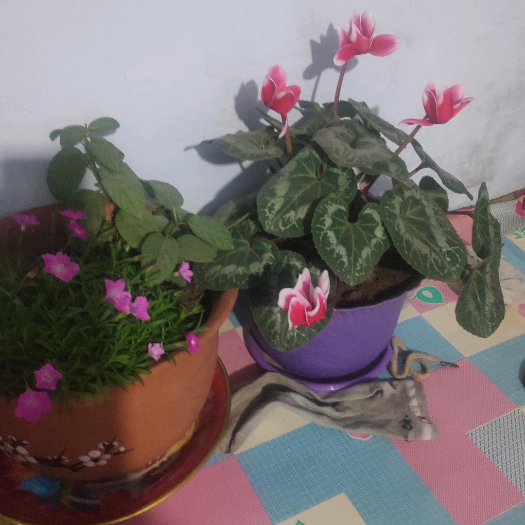 张小侠