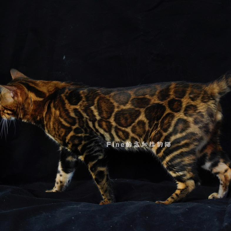 Fine的孟加拉豹猫