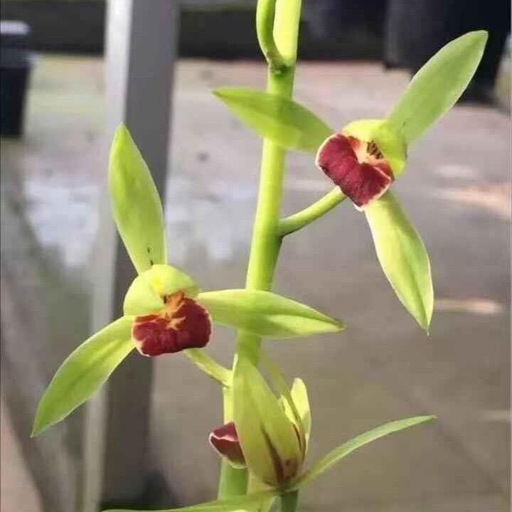南靖县馨香印兰花种植场的小店云翔花卉