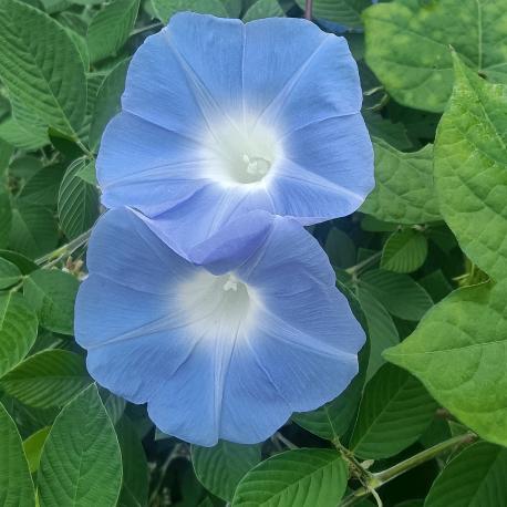 💞幸福持有者℘࿐ᩚ