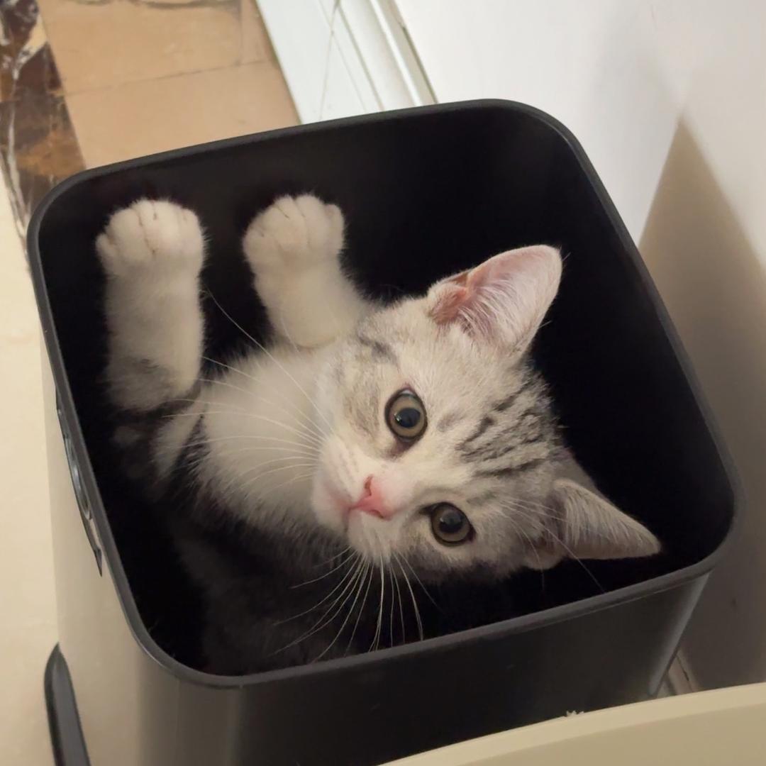 毛嗑是只猫（咔咔会咔咔）