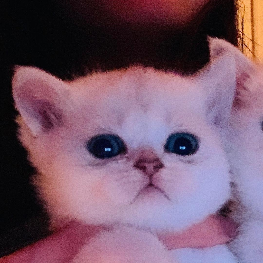 媚娘是只喵