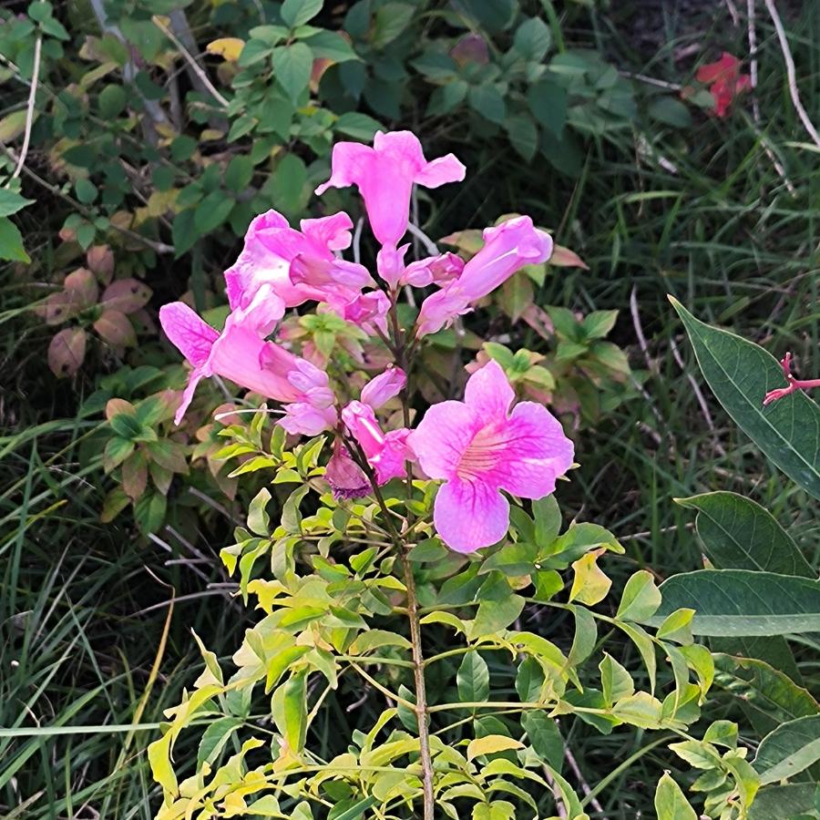 鲑鱼宝宝会幸福