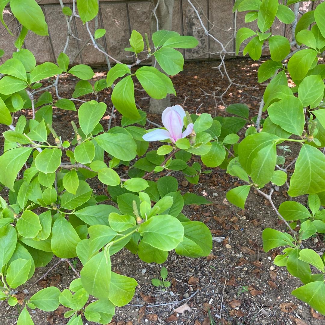 大华帮代🔥暖暖的