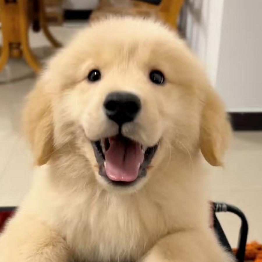袁航宇