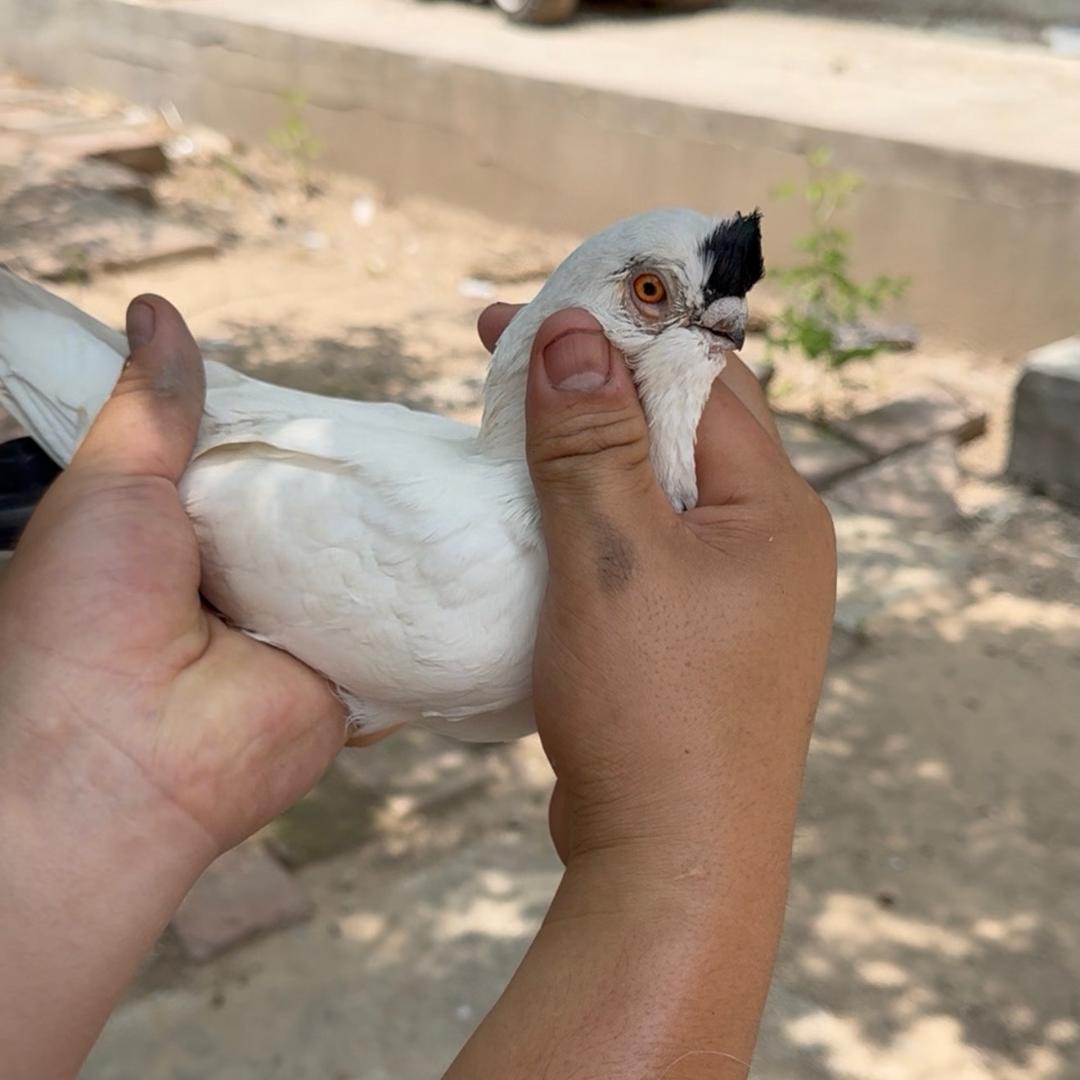 小良鸽舍