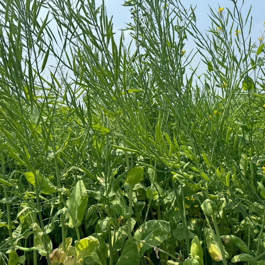 中菓油菜直销