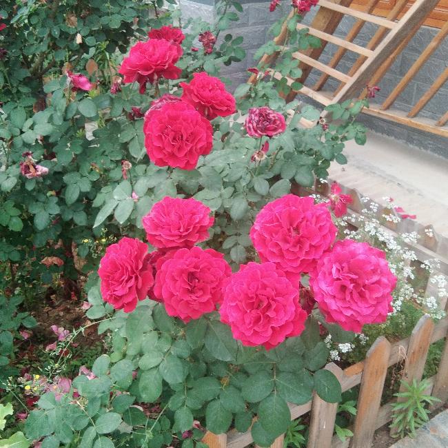 快乐的每一天。