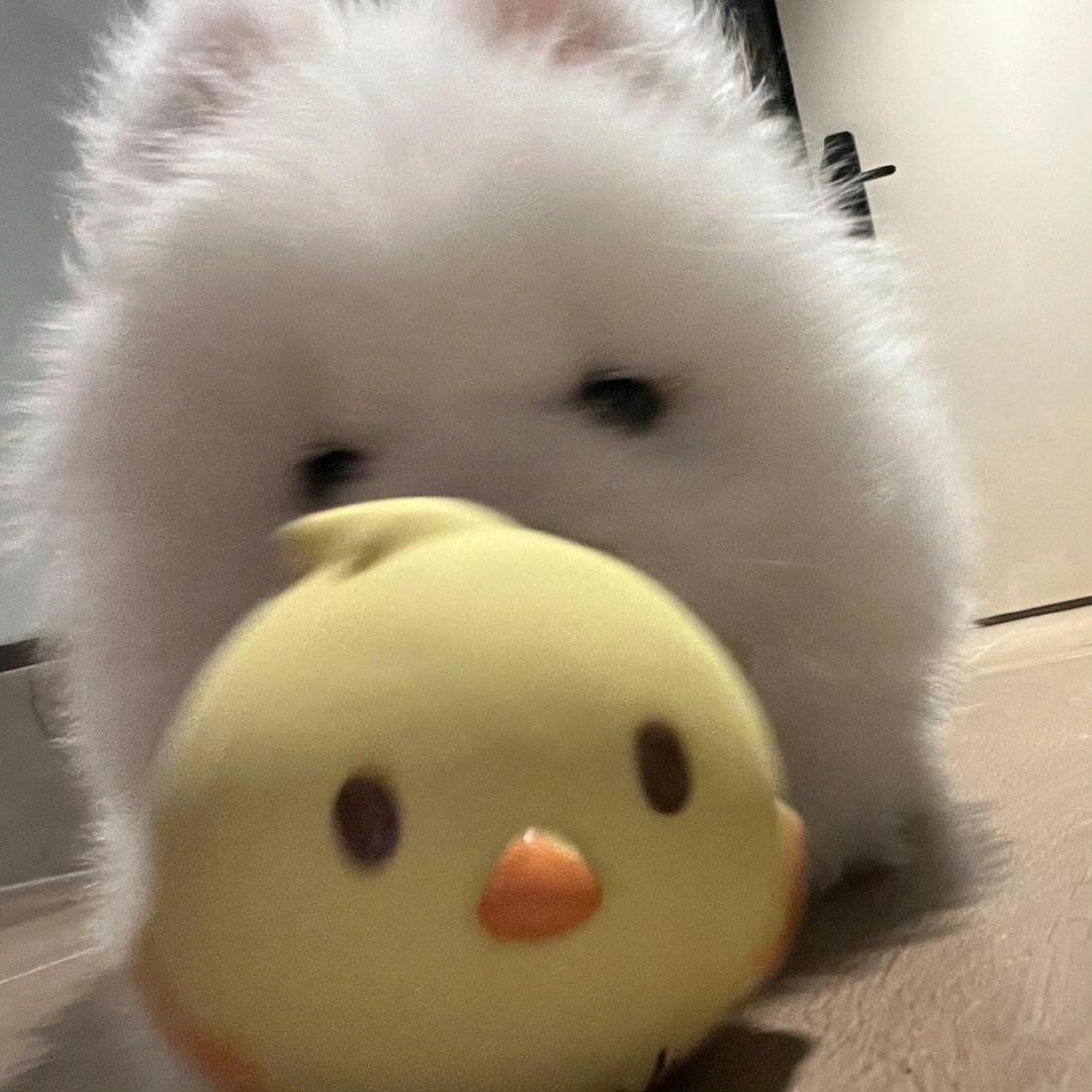 弹丸
