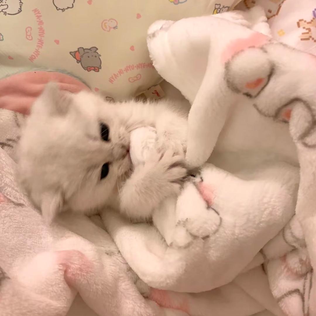 小猫咪 ᳐੭