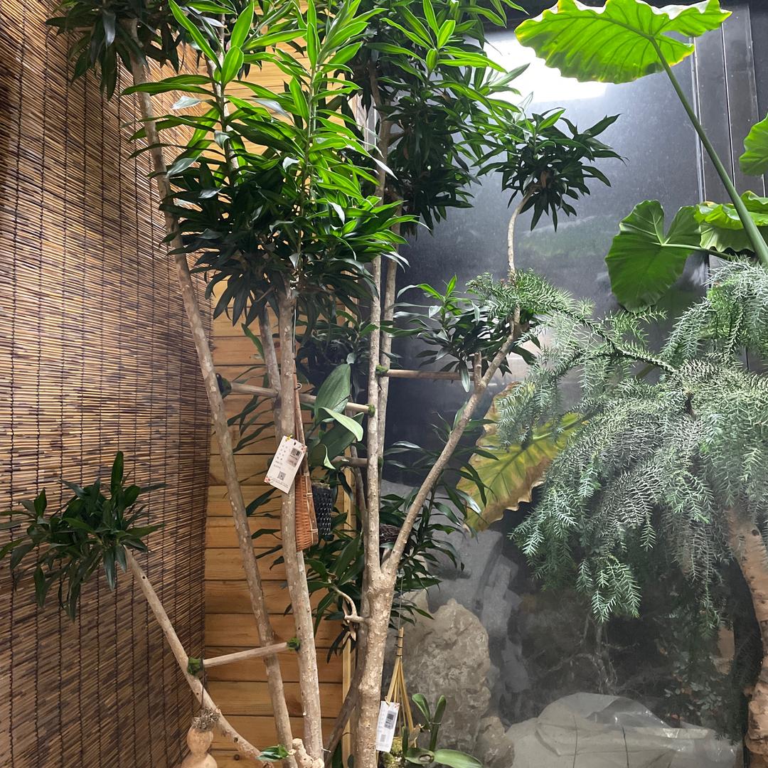 蒲城县小晨茜花卉经销部