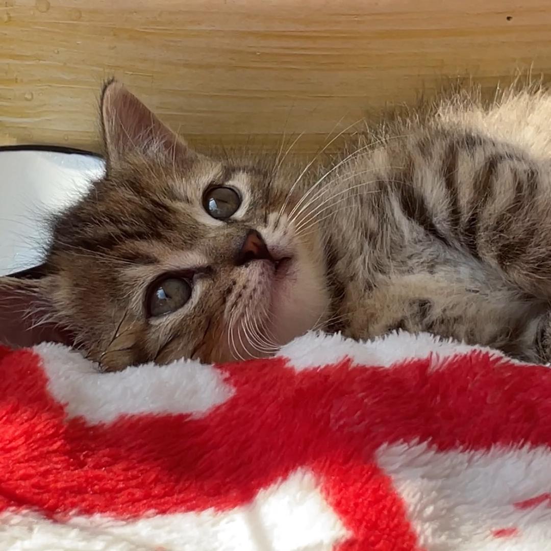 咕噜滚大王驾到🫵🏻