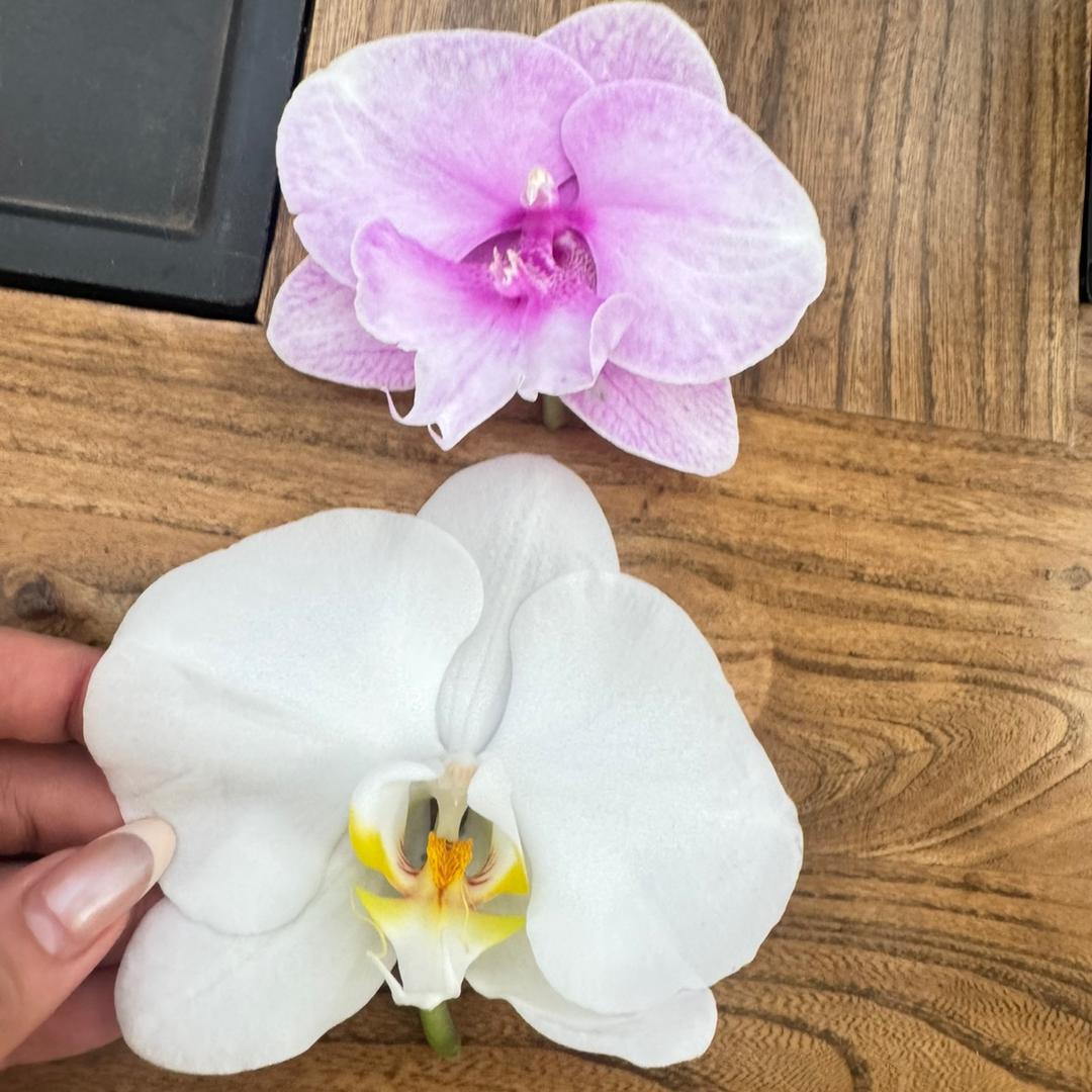 芳桦美学